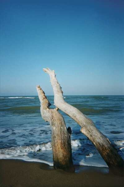 ../Images/11maremma.jpg