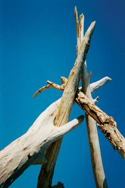 ../Images/12maremma.jpg