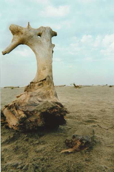../Images/5maremma.jpg
