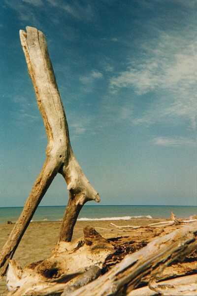 ../Images/7maremma.jpg
