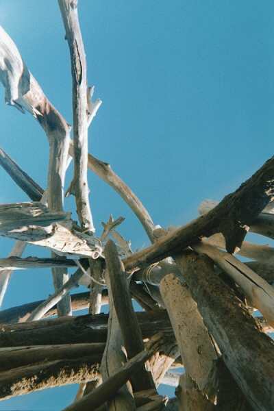 ../Images/9maremma.jpg