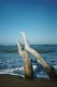 Thumbs/tn_11maremma.jpg