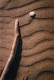 Thumbs/tn_16maremma.jpg