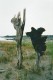 Thumbs/tn_1maremma.jpg