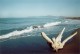 Thumbs/tn_21maremma.jpg