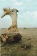 Thumbs/tn_5maremma.jpg