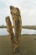 Thumbs/tn_6maremma.jpg