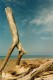Thumbs/tn_7maremma.jpg